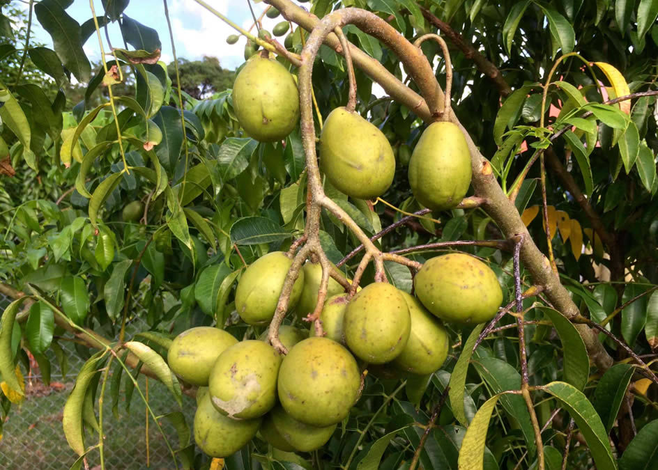 La prune de cythère